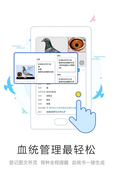 爱鸽者app2