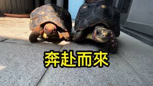 治愈的龟养成合集