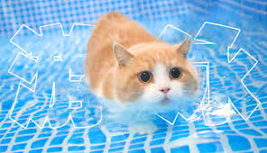 夜猫小说合集