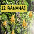 12根香蕉
